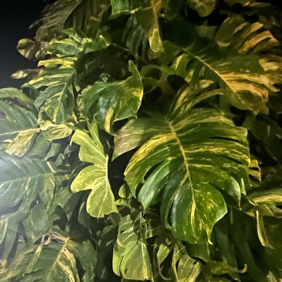 Plant Welcome Post!! 🪴🌱 - Picture 12 of 12